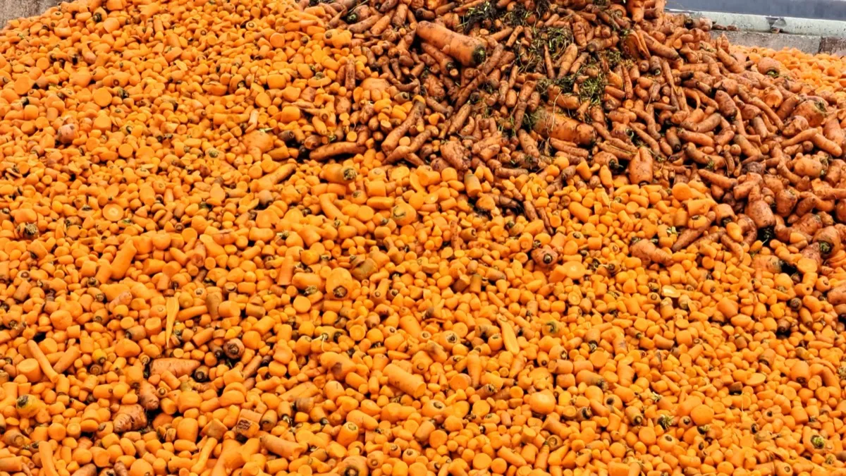 Ethanol Extraction from Carrot Rejects